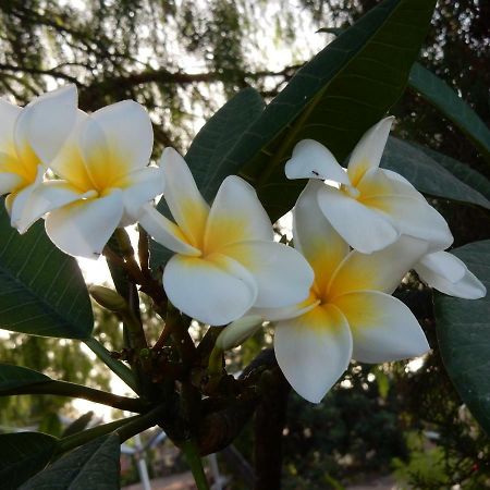 Finca Florida ซานมิเกลเดียโบนา ภายนอก รูปภาพ
