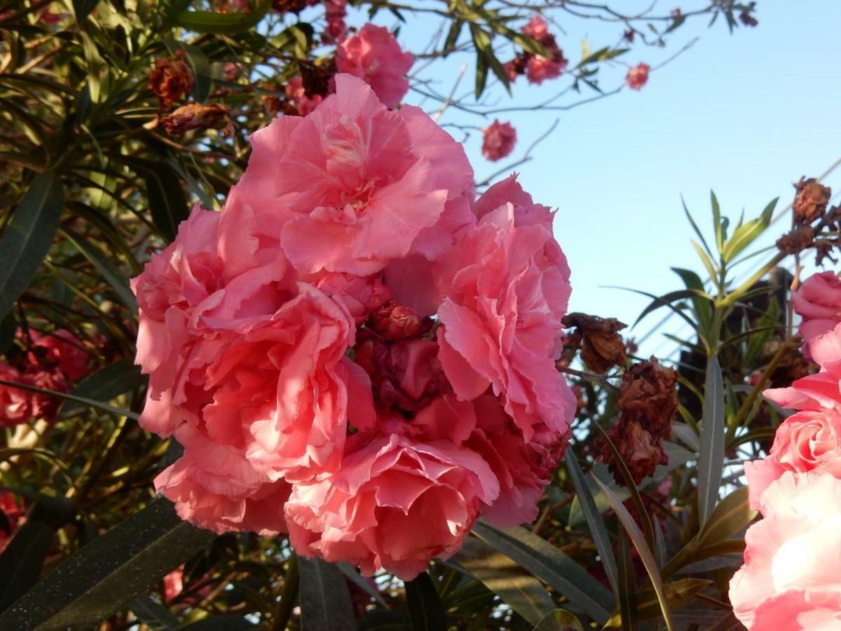 Finca Florida ซานมิเกลเดียโบนา ภายนอก รูปภาพ